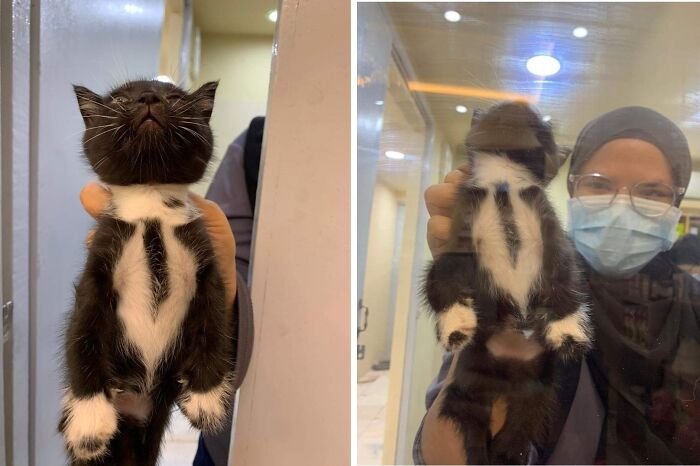 37 Hilarious Cat Moments Caught On Camera, As Shared By “Important Animal Images” (New Pics)