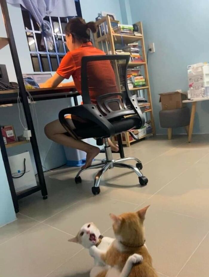 37 Hilarious Cat Moments Caught On Camera, As Shared By “Important Animal Images” (New Pics)