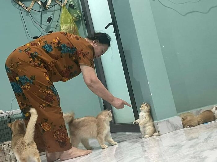 37 Hilarious Cat Moments Caught On Camera, As Shared By “Important Animal Images” (New Pics)
