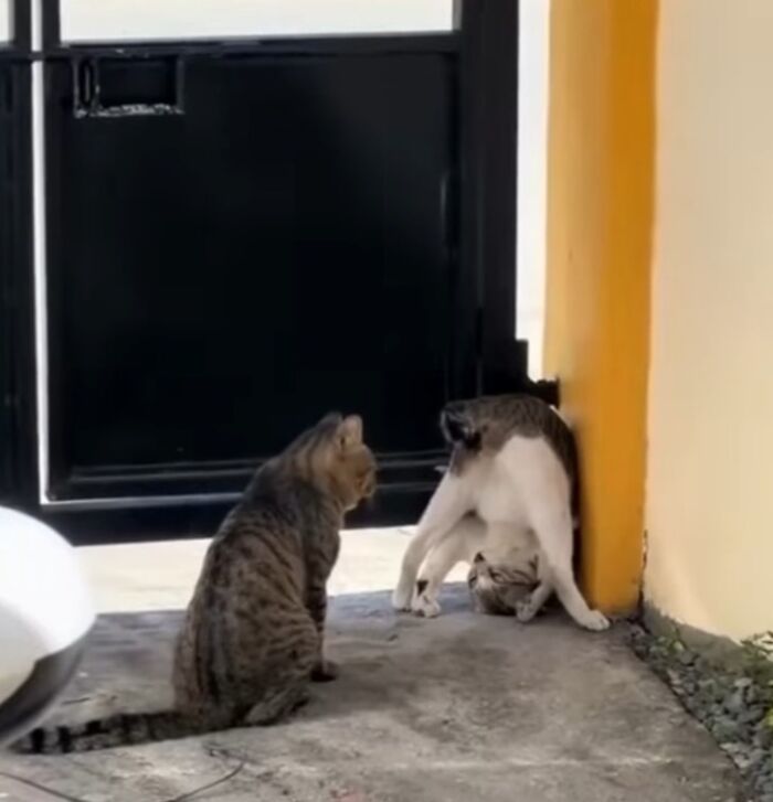 37 Hilarious Cat Moments Caught On Camera, As Shared By “Important Animal Images” (New Pics)