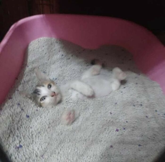 37 Hilarious Cat Moments Caught On Camera, As Shared By “Important Animal Images” (New Pics)