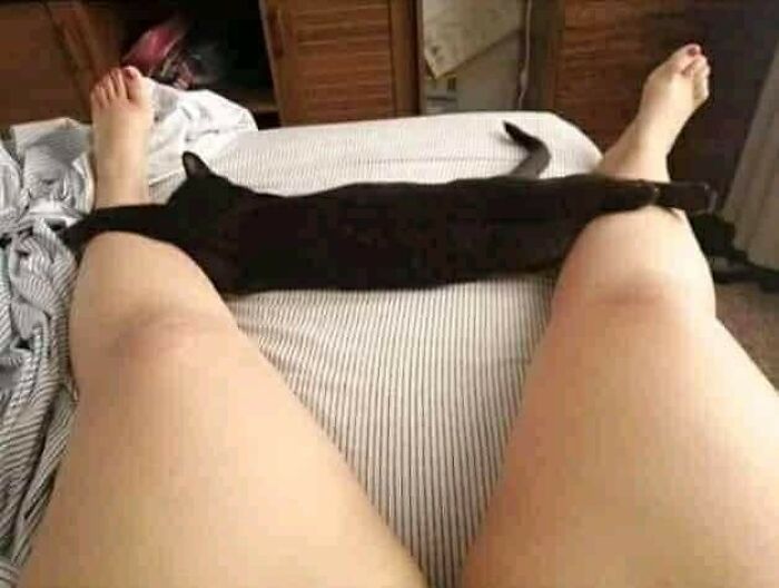 37 Hilarious Cat Moments Caught On Camera, As Shared By “Important Animal Images” (New Pics)