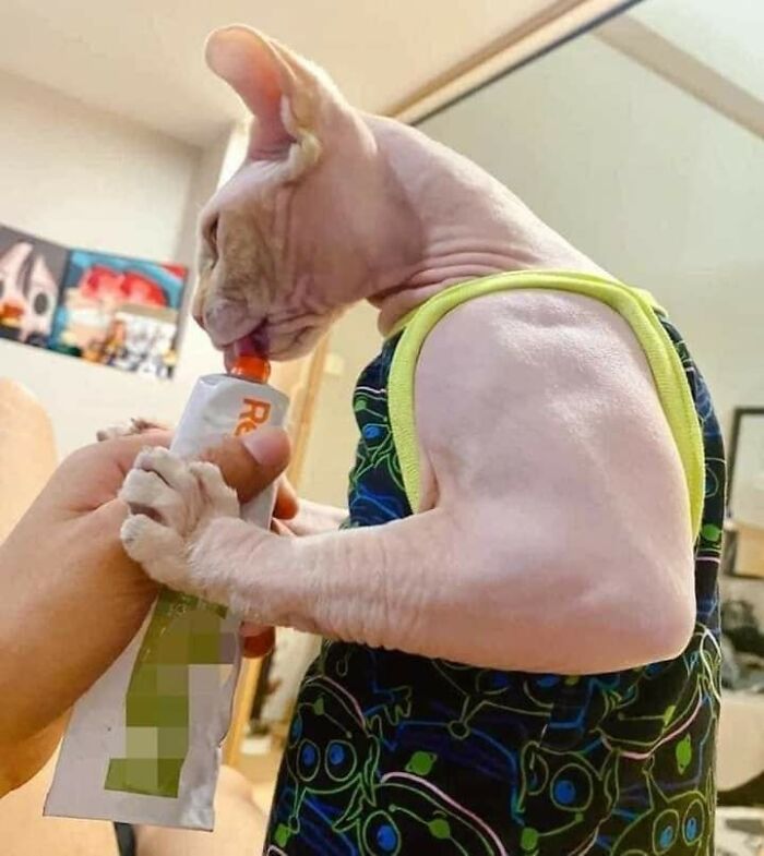 37 Hilarious Cat Moments Caught On Camera, As Shared By “Important Animal Images” (New Pics)