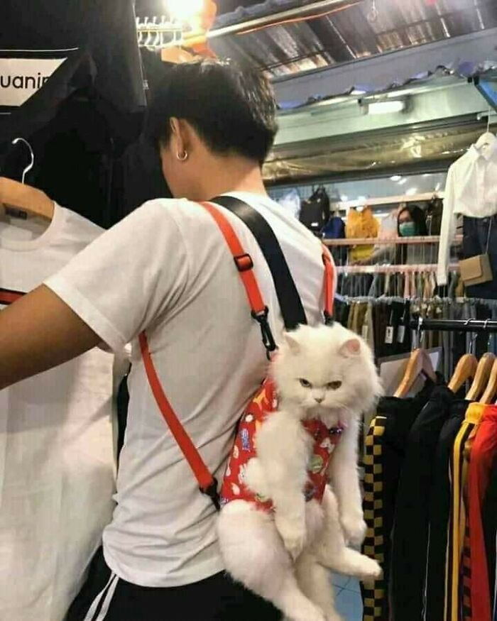 37 Hilarious Cat Moments Caught On Camera, As Shared By “Important Animal Images” (New Pics)