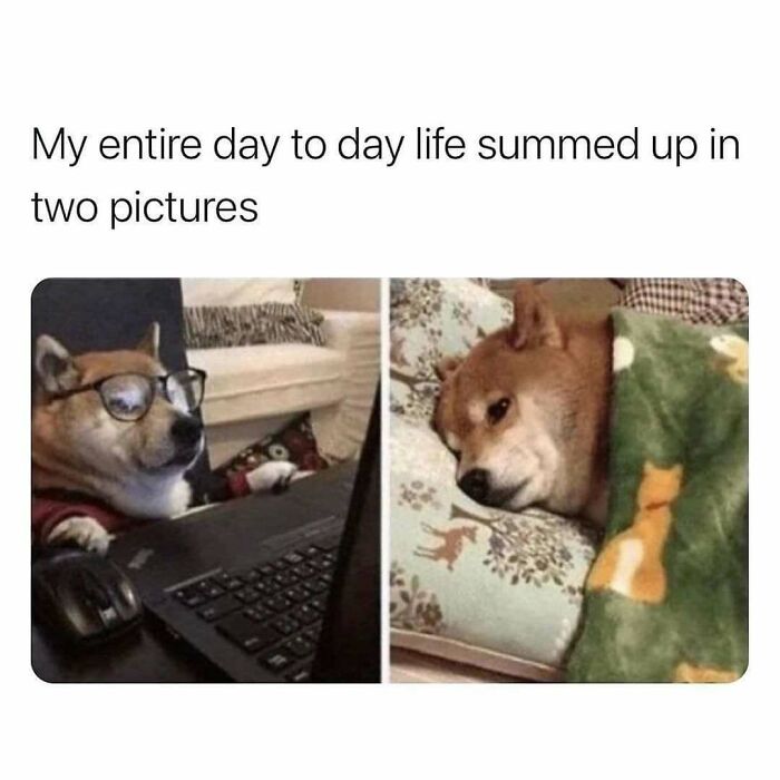 72 Funny Random Pics For People Who Are Fluent In Internet Humor
