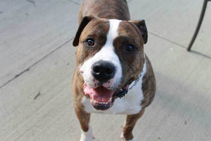 Dog Attacks Stalker Who Broke Into Woman’s Home, Gets Labeled “Too Dangerous” To Be Around Kids