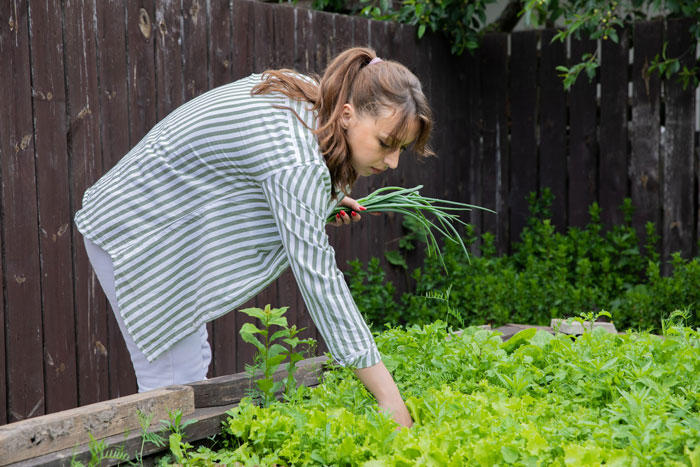 Nanny Catches Neighbor Stealing Fruit From Her Garden, Serves Up A Steaming Plate Of Revenge