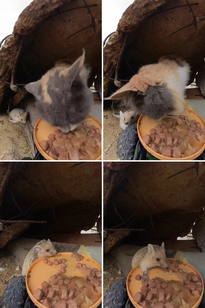100 Wholesome Pics Of A Guy Feeding Stray Animals In A Unique Way
