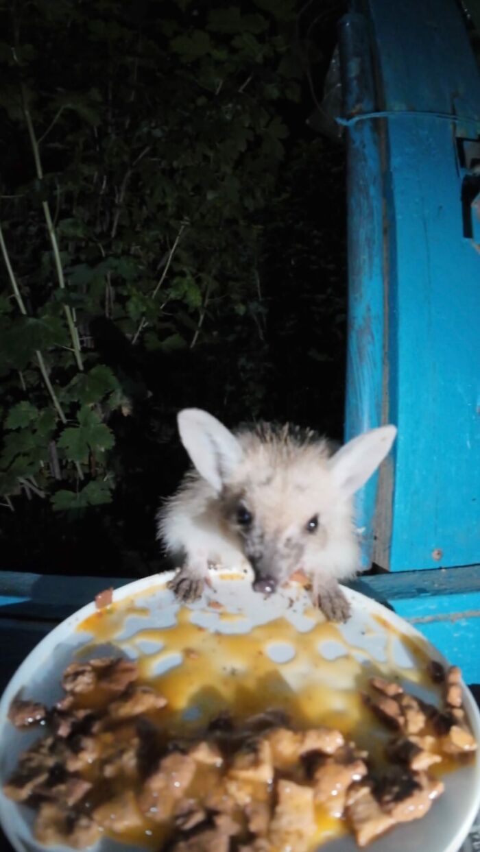 100 Wholesome Pics Of A Guy Feeding Stray Animals In A Unique Way