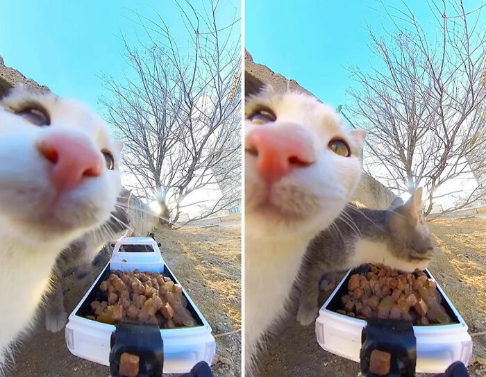100 Wholesome Pics Of A Guy Feeding Stray Animals In A Unique Way