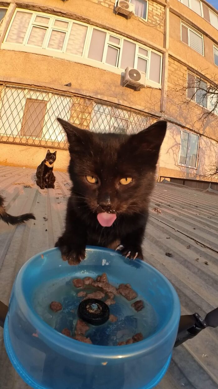 100 Wholesome Pics Of A Guy Feeding Stray Animals In A Unique Way