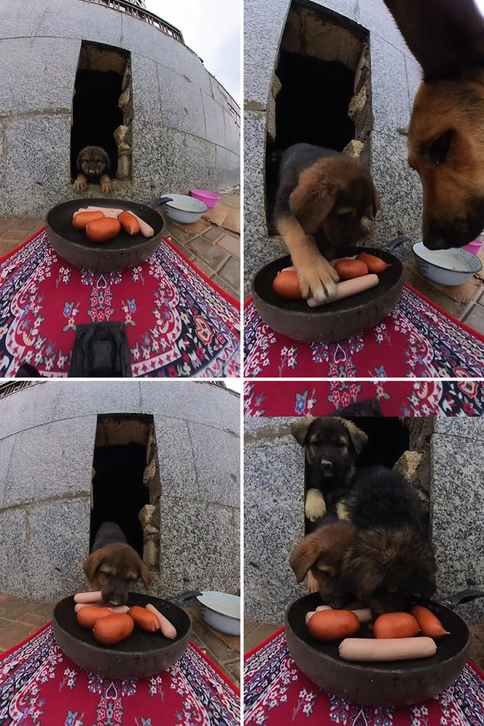 100 Wholesome Pics Of A Guy Feeding Stray Animals In A Unique Way