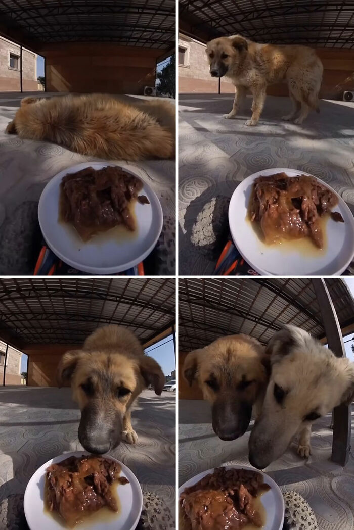 100 Wholesome Pics Of A Guy Feeding Stray Animals In A Unique Way