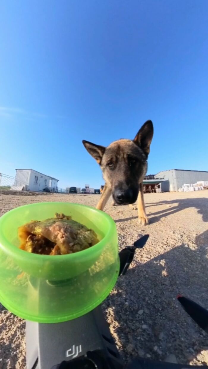 100 Wholesome Pics Of A Guy Feeding Stray Animals In A Unique Way