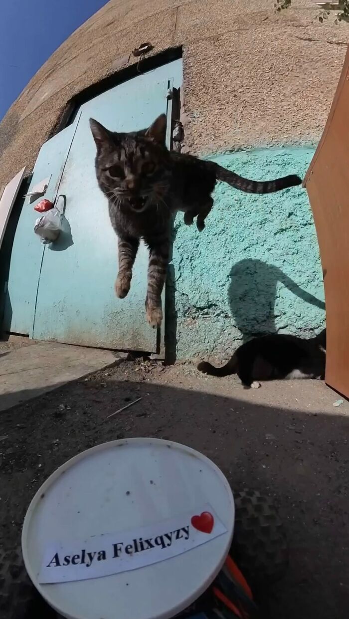 100 Wholesome Pics Of A Guy Feeding Stray Animals In A Unique Way