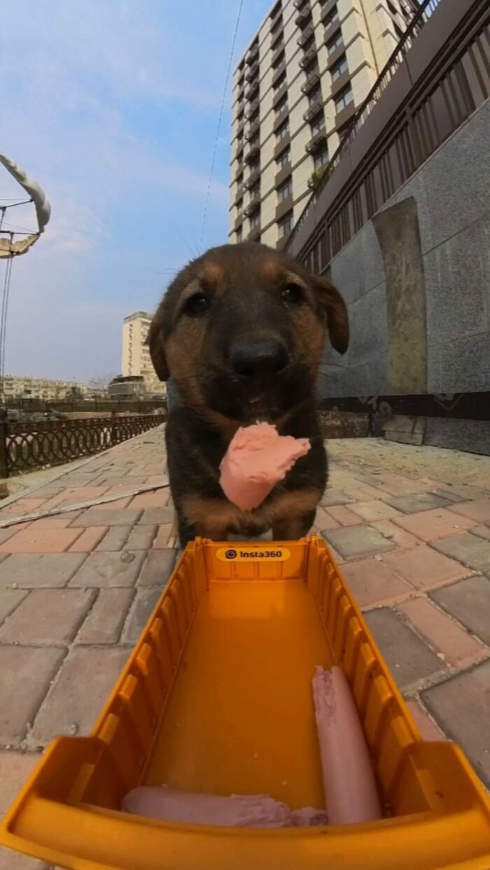 100 Wholesome Pics Of A Guy Feeding Stray Animals In A Unique Way