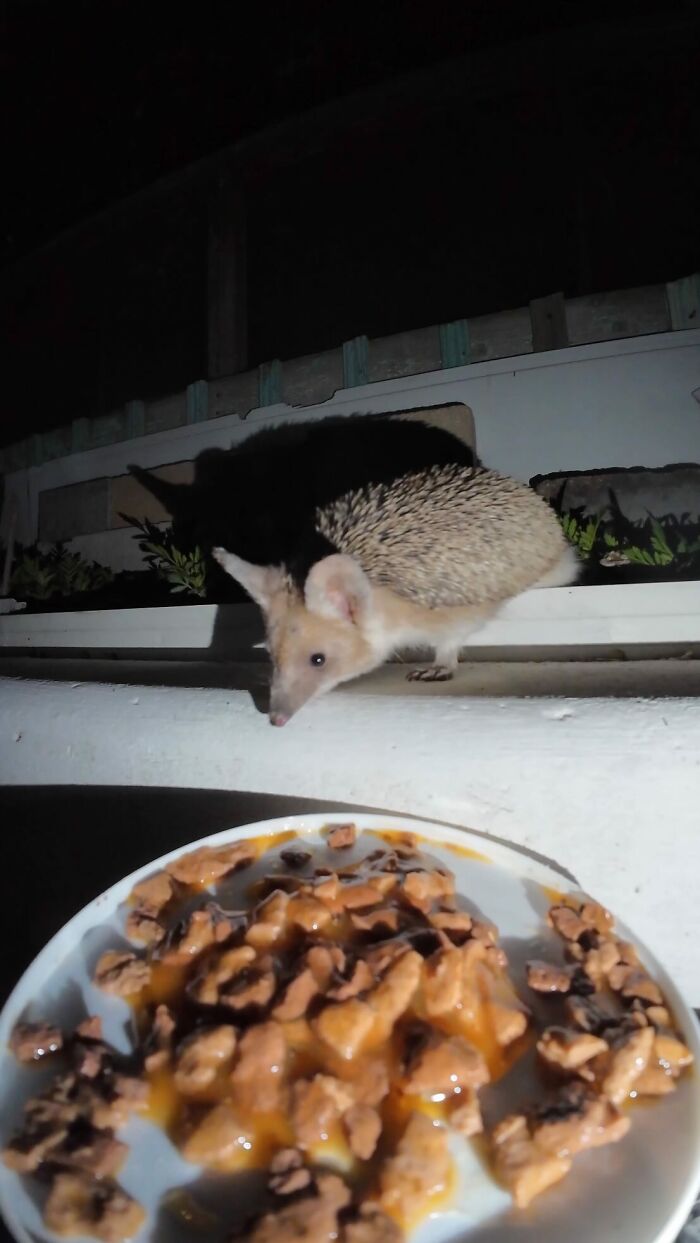 100 Wholesome Pics Of A Guy Feeding Stray Animals In A Unique Way