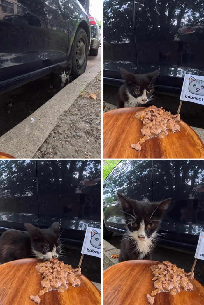 100 Wholesome Pics Of A Guy Feeding Stray Animals In A Unique Way