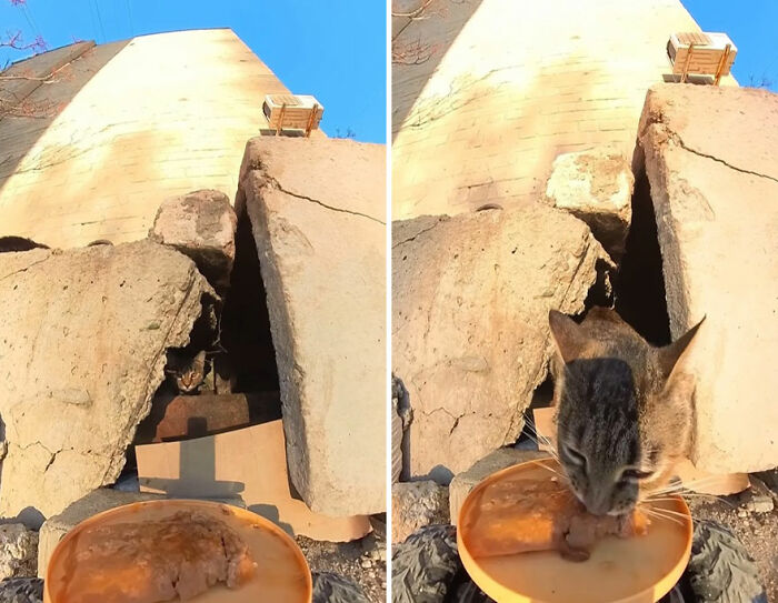 100 Wholesome Pics Of A Guy Feeding Stray Animals In A Unique Way