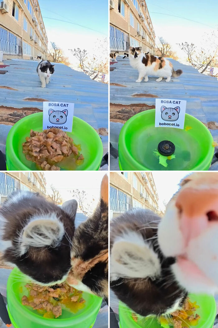 100 Wholesome Pics Of A Guy Feeding Stray Animals In A Unique Way