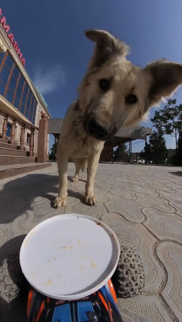 100 Wholesome Pics Of A Guy Feeding Stray Animals In A Unique Way