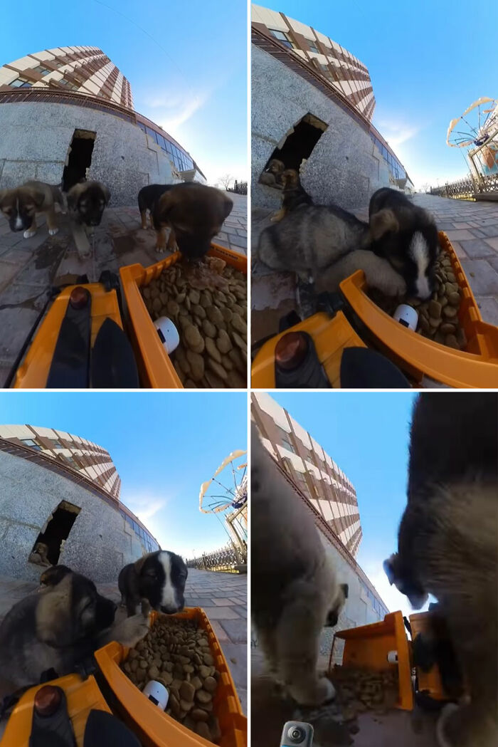 100 Wholesome Pics Of A Guy Feeding Stray Animals In A Unique Way
