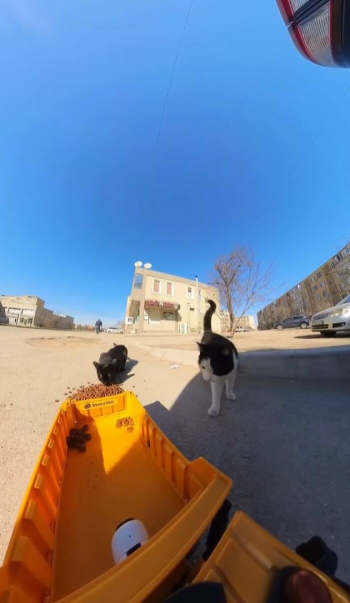 100 Wholesome Pics Of A Guy Feeding Stray Animals In A Unique Way