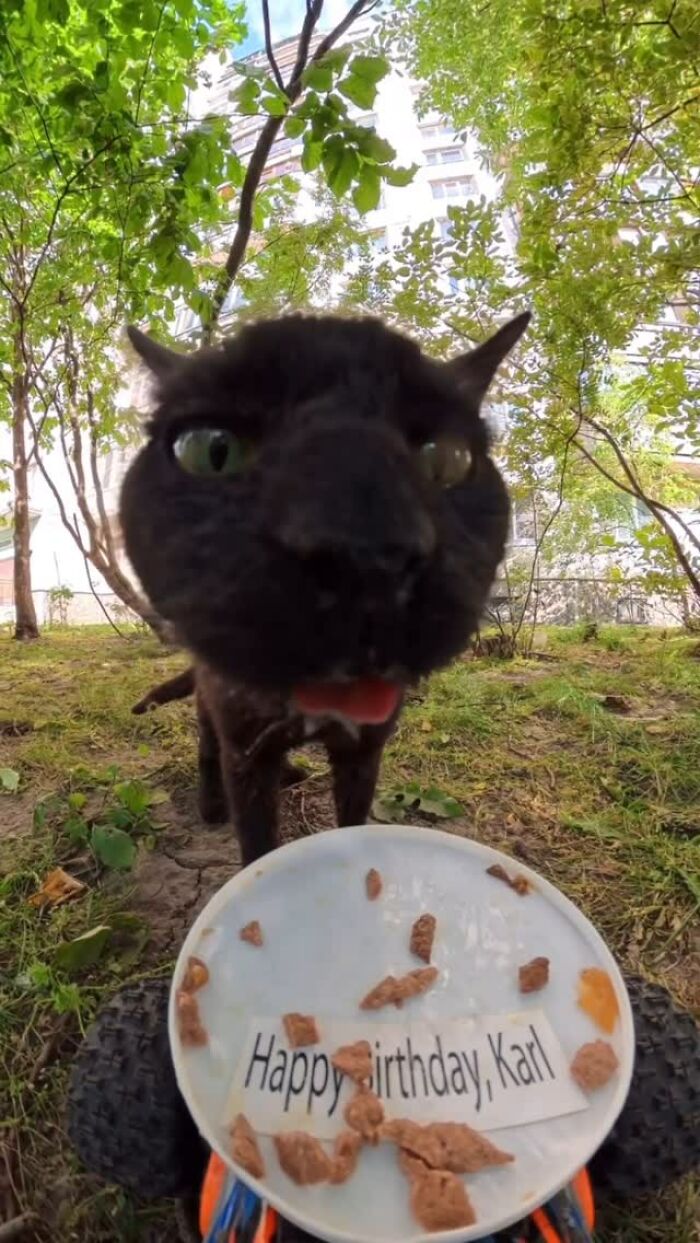 100 Wholesome Pics Of A Guy Feeding Stray Animals In A Unique Way