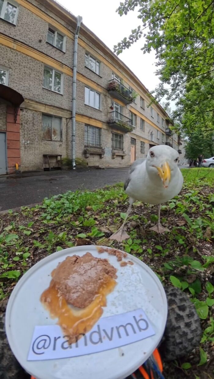 100 Wholesome Pics Of A Guy Feeding Stray Animals In A Unique Way