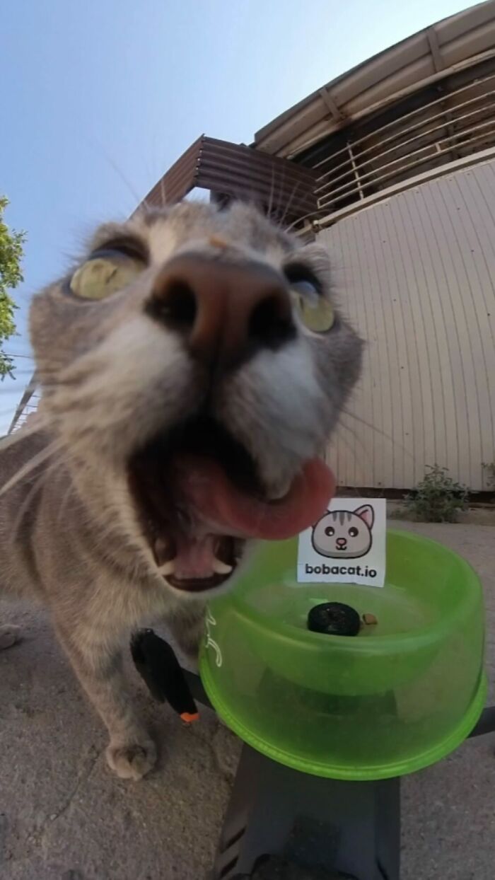 100 Wholesome Pics Of A Guy Feeding Stray Animals In A Unique Way