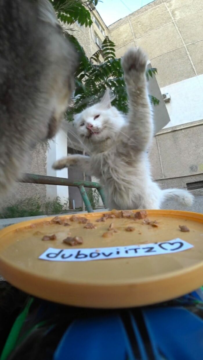 100 Wholesome Pics Of A Guy Feeding Stray Animals In A Unique Way