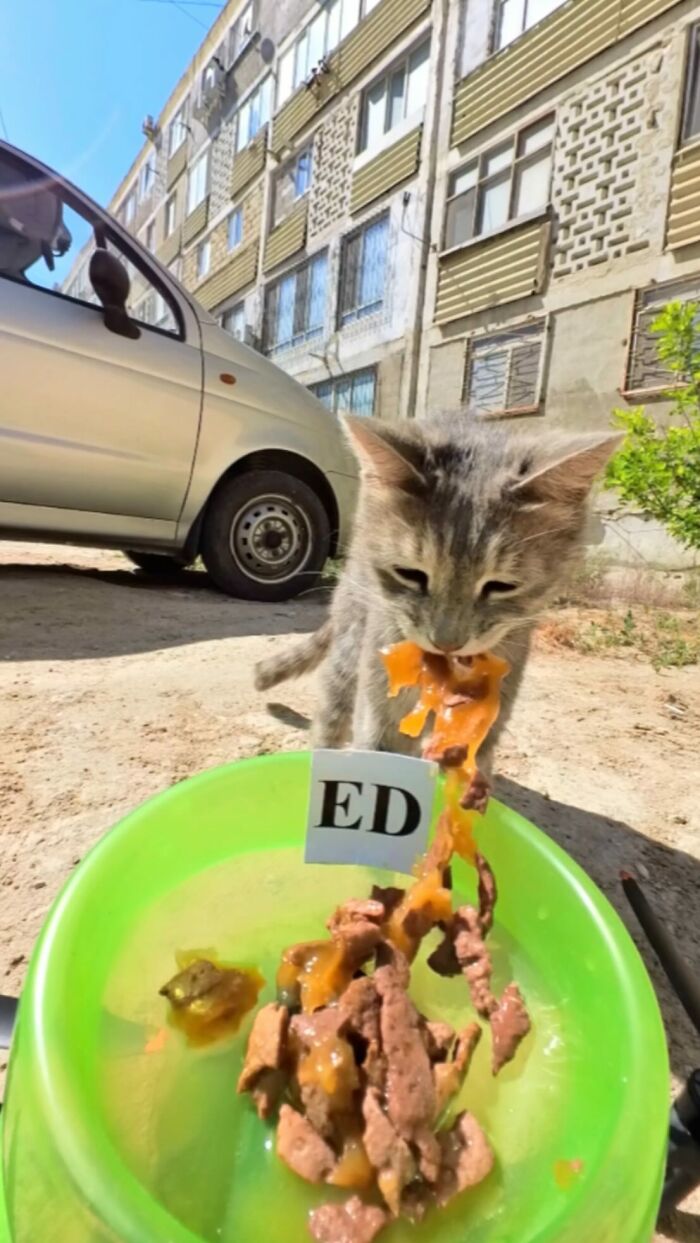 100 Wholesome Pics Of A Guy Feeding Stray Animals In A Unique Way
