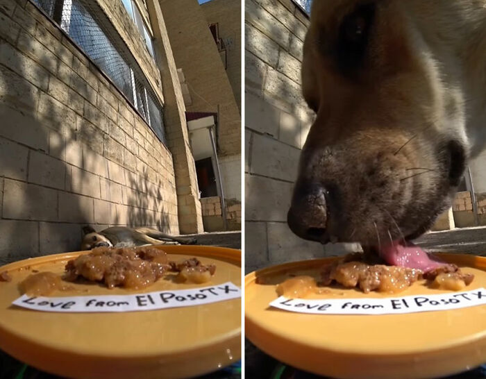 100 Wholesome Pics Of A Guy Feeding Stray Animals In A Unique Way