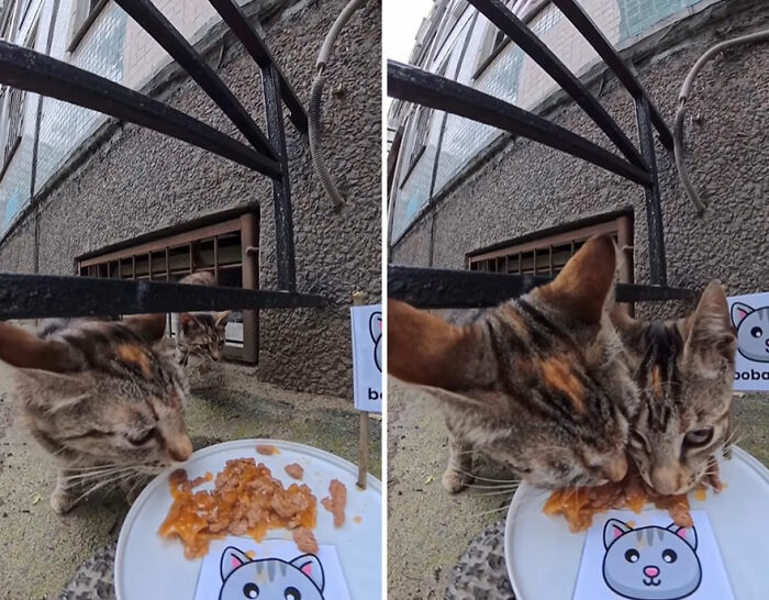 100 Wholesome Pics Of A Guy Feeding Stray Animals In A Unique Way
