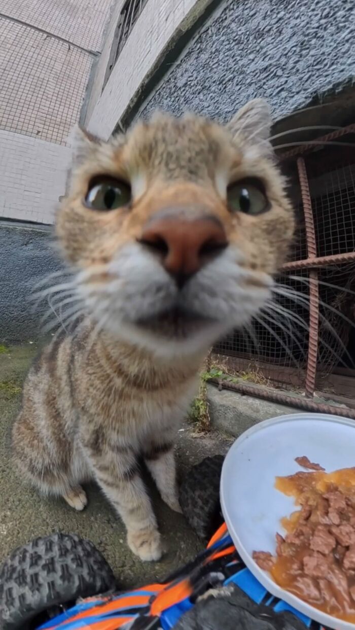 100 Wholesome Pics Of A Guy Feeding Stray Animals In A Unique Way