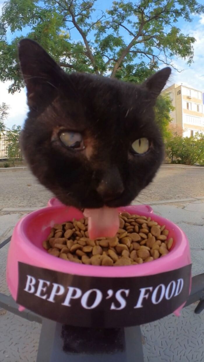 100 Wholesome Pics Of A Guy Feeding Stray Animals In A Unique Way