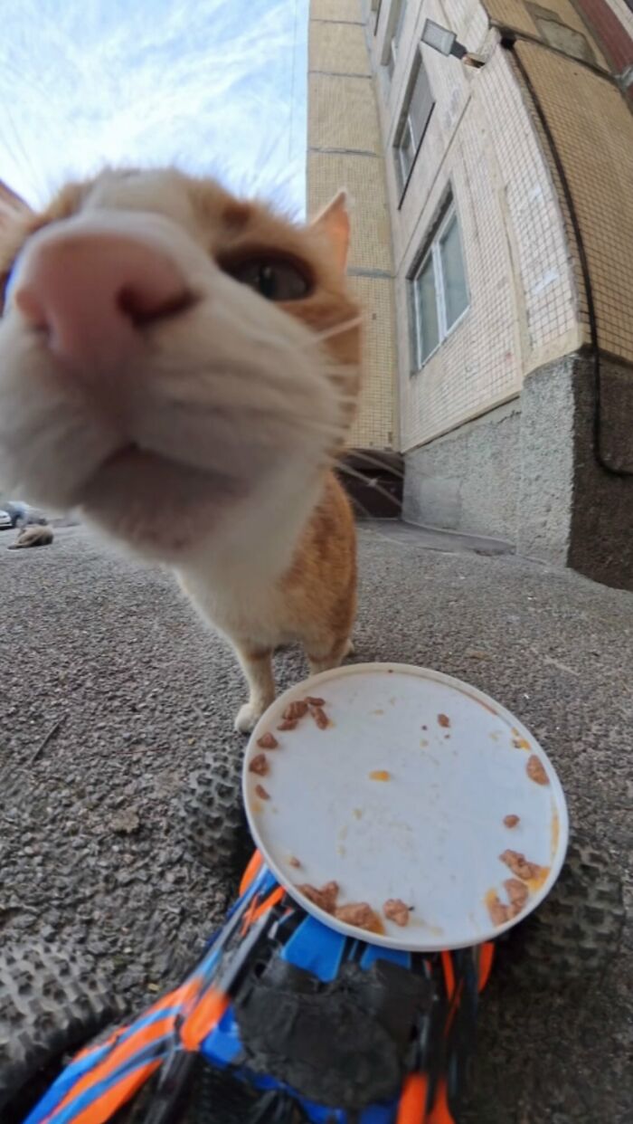 100 Wholesome Pics Of A Guy Feeding Stray Animals In A Unique Way