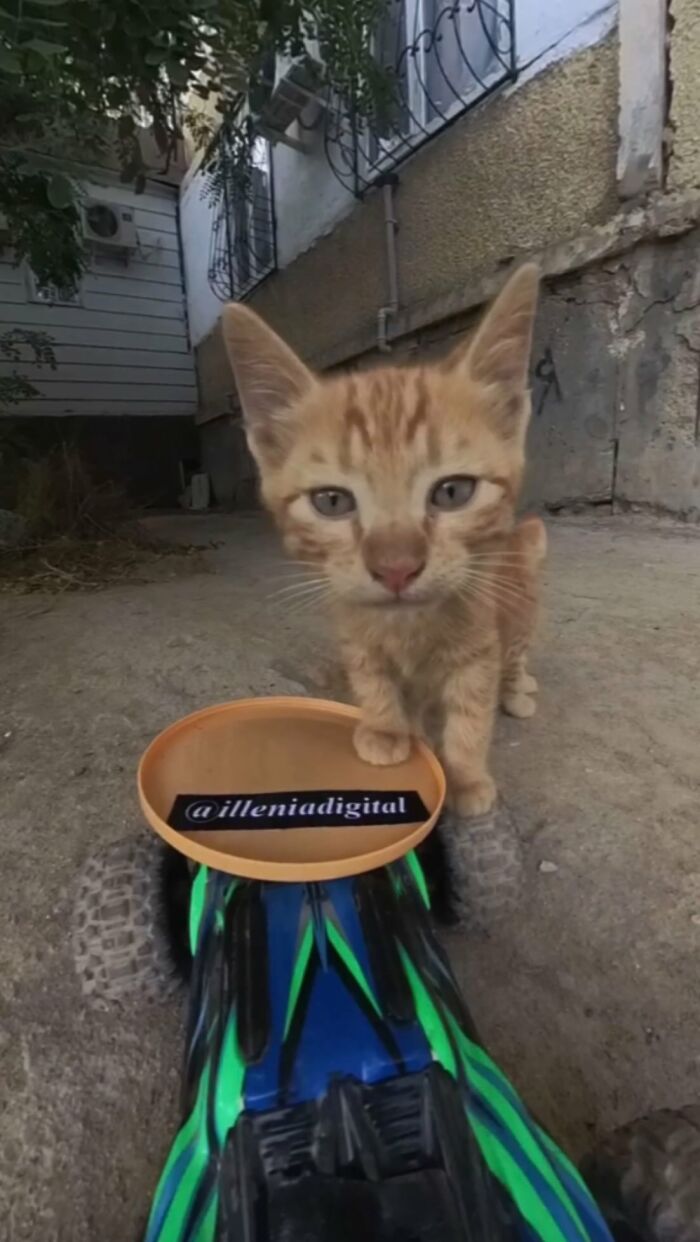 100 Wholesome Pics Of A Guy Feeding Stray Animals In A Unique Way