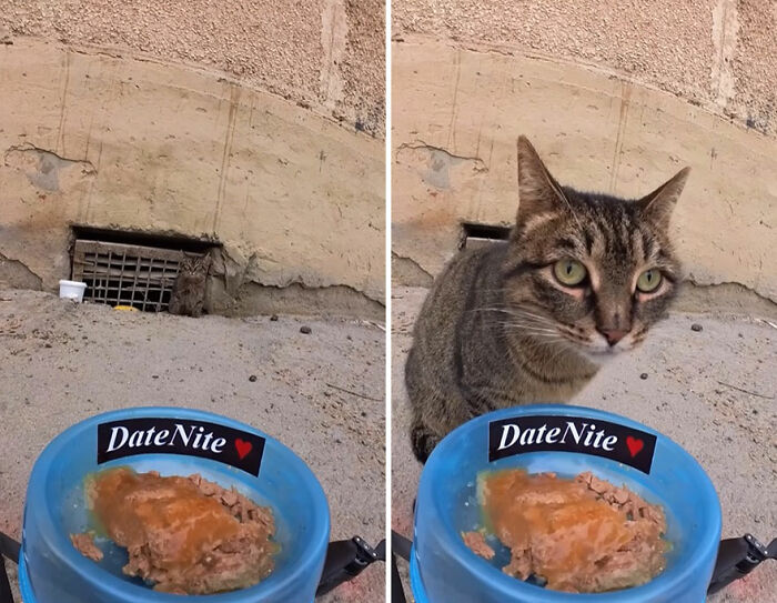 100 Wholesome Pics Of A Guy Feeding Stray Animals In A Unique Way