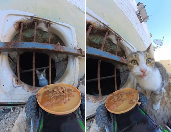 100 Wholesome Pics Of A Guy Feeding Stray Animals In A Unique Way