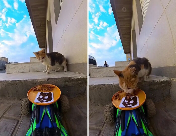 100 Wholesome Pics Of A Guy Feeding Stray Animals In A Unique Way