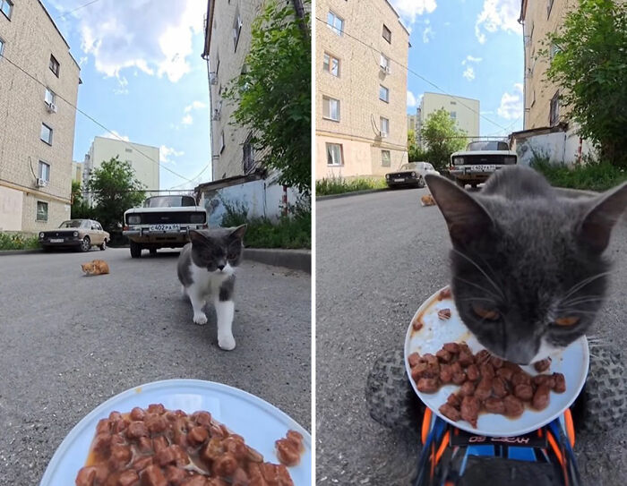 100 Wholesome Pics Of A Guy Feeding Stray Animals In A Unique Way