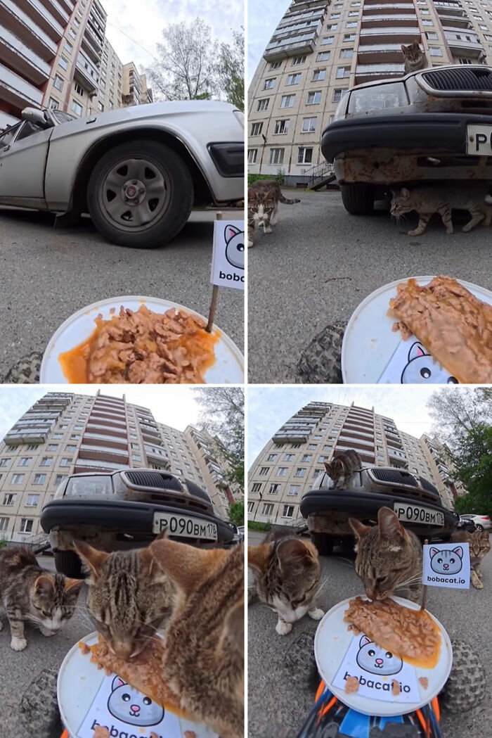 100 Wholesome Pics Of A Guy Feeding Stray Animals In A Unique Way