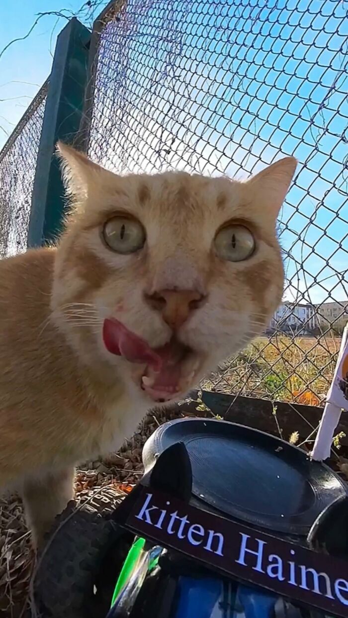 100 Wholesome Pics Of A Guy Feeding Stray Animals In A Unique Way