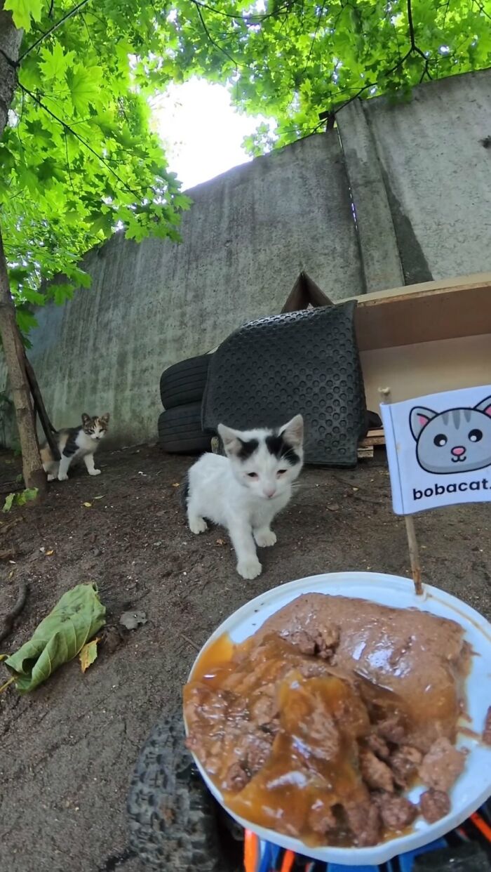 100 Wholesome Pics Of A Guy Feeding Stray Animals In A Unique Way