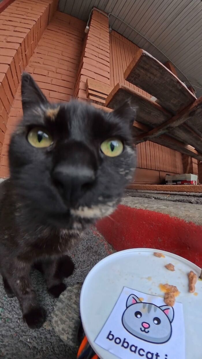 100 Wholesome Pics Of A Guy Feeding Stray Animals In A Unique Way
