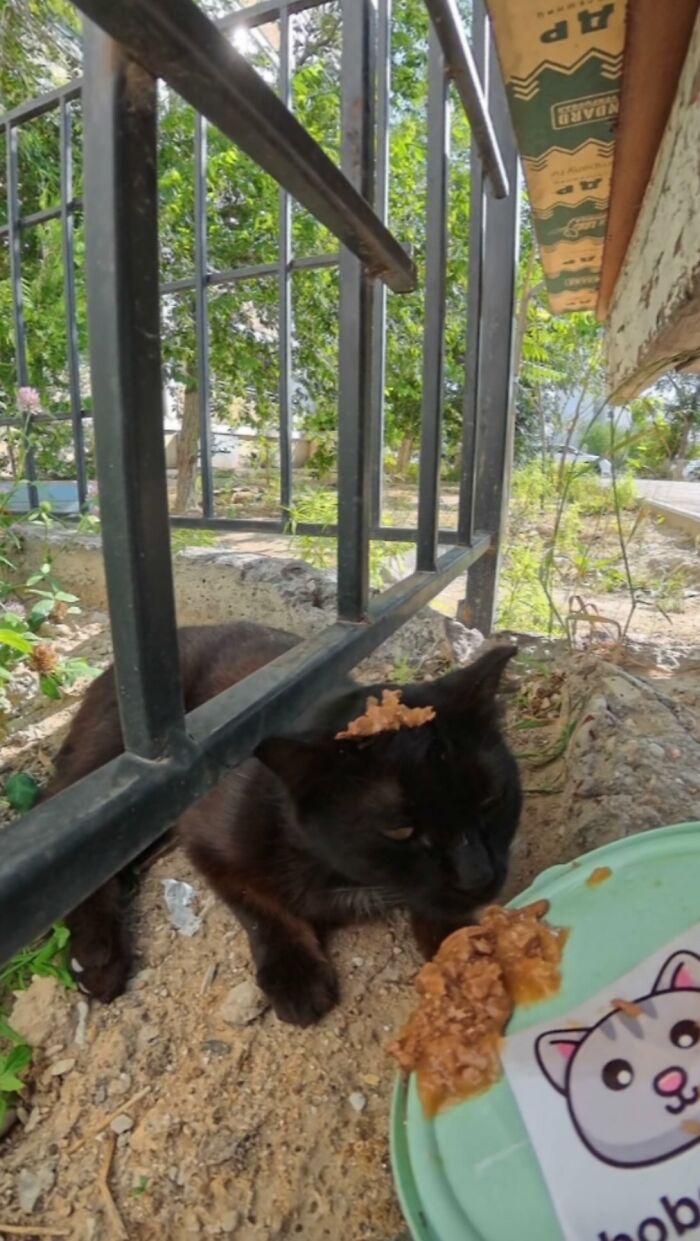 100 Wholesome Pics Of A Guy Feeding Stray Animals In A Unique Way