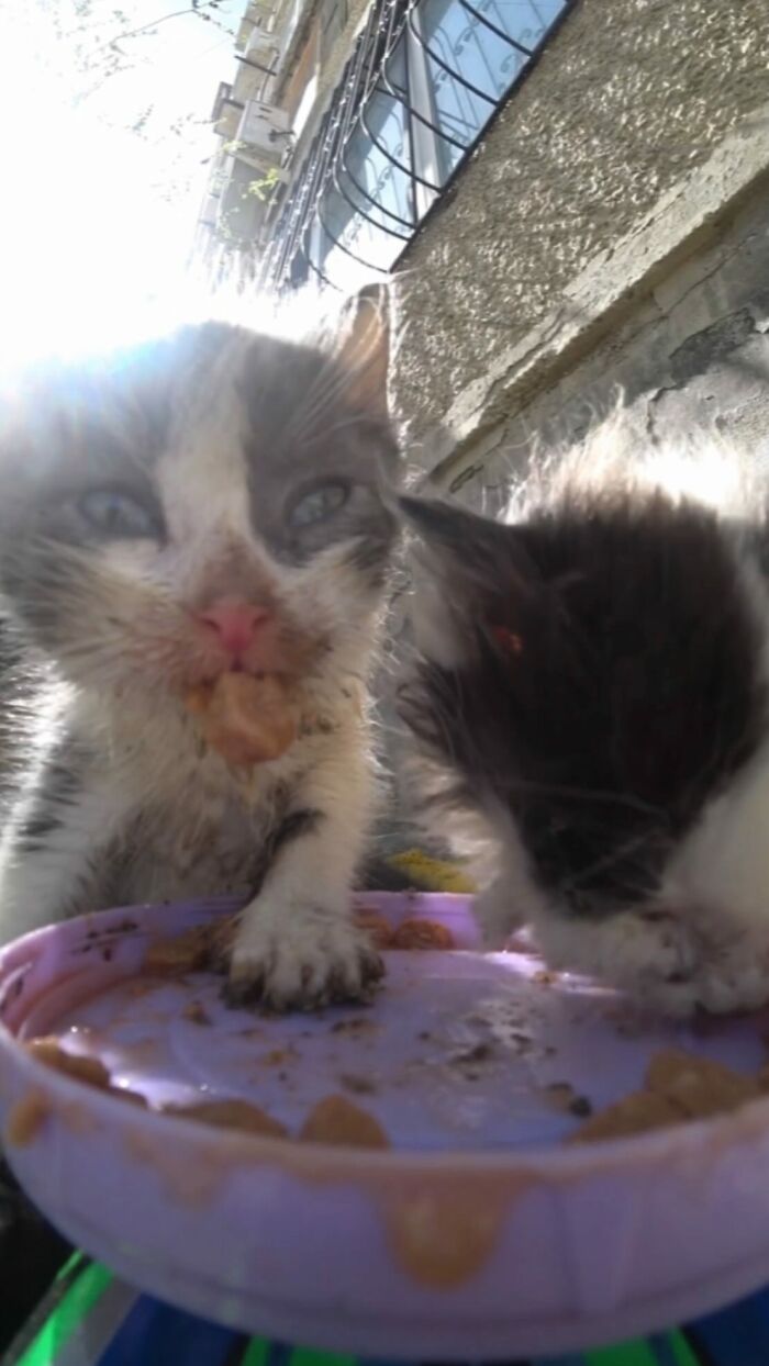 100 Wholesome Pics Of A Guy Feeding Stray Animals In A Unique Way