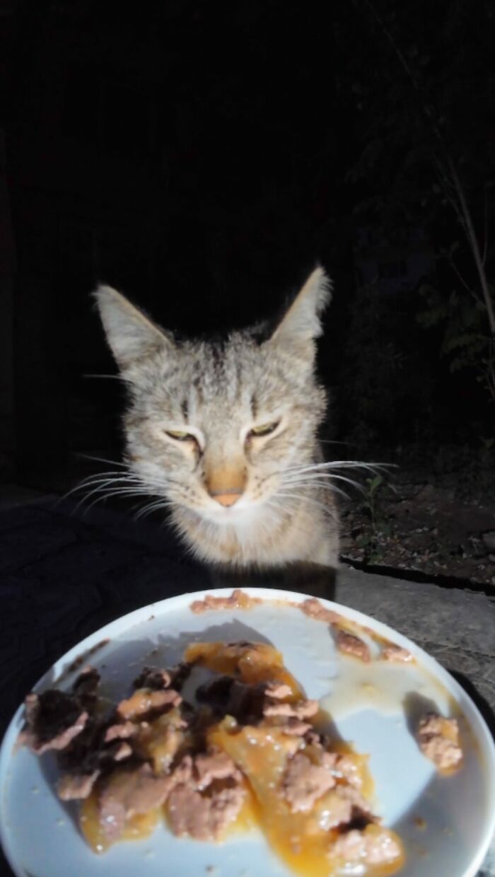 100 Wholesome Pics Of A Guy Feeding Stray Animals In A Unique Way