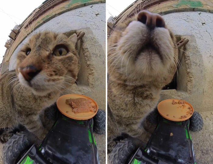 100 Wholesome Pics Of A Guy Feeding Stray Animals In A Unique Way